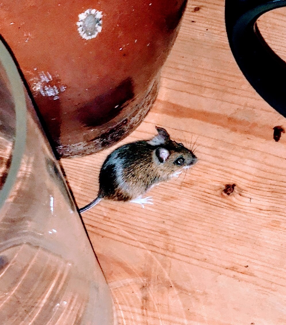 Petite souris perdue